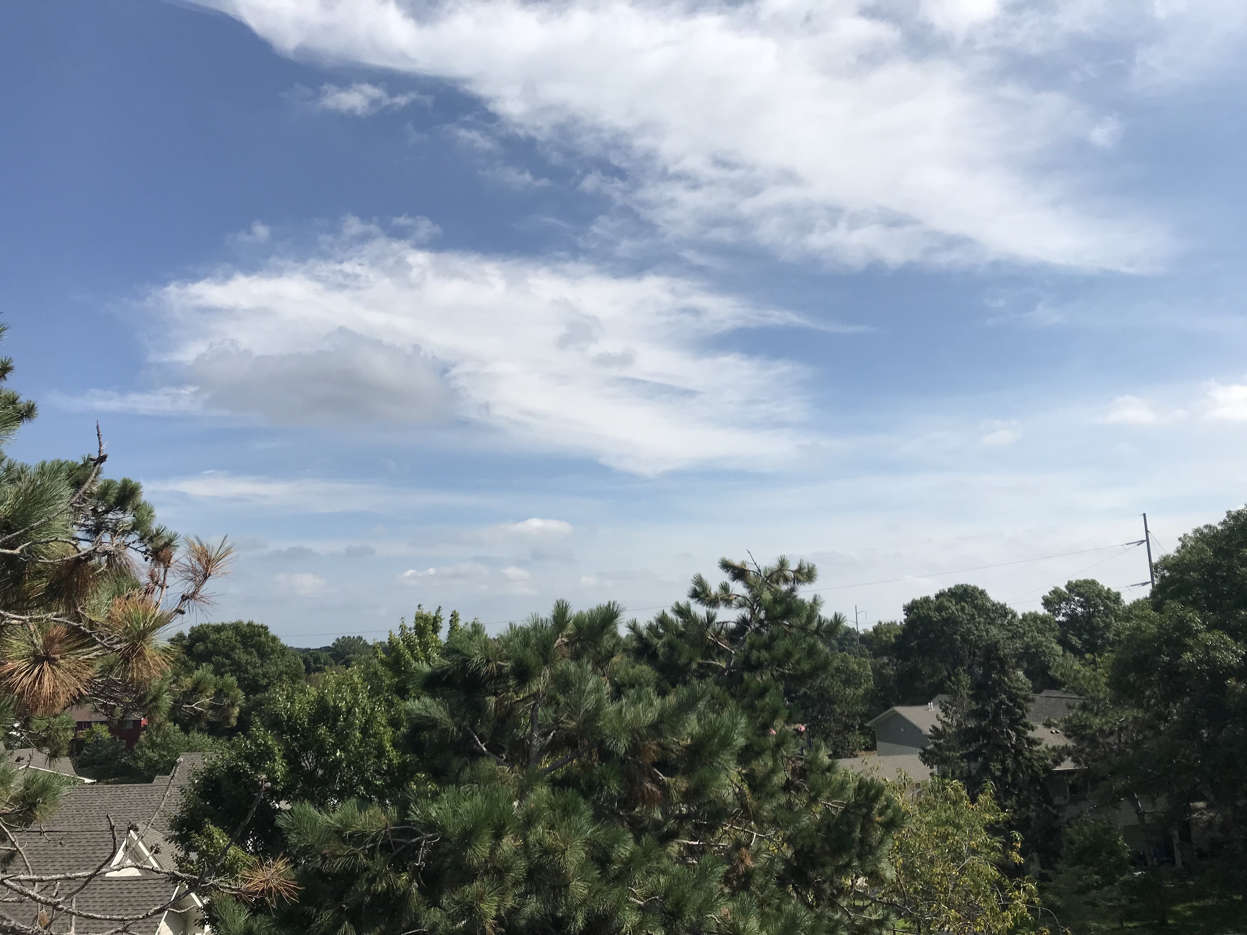 Professional tree care services near Orono, MN