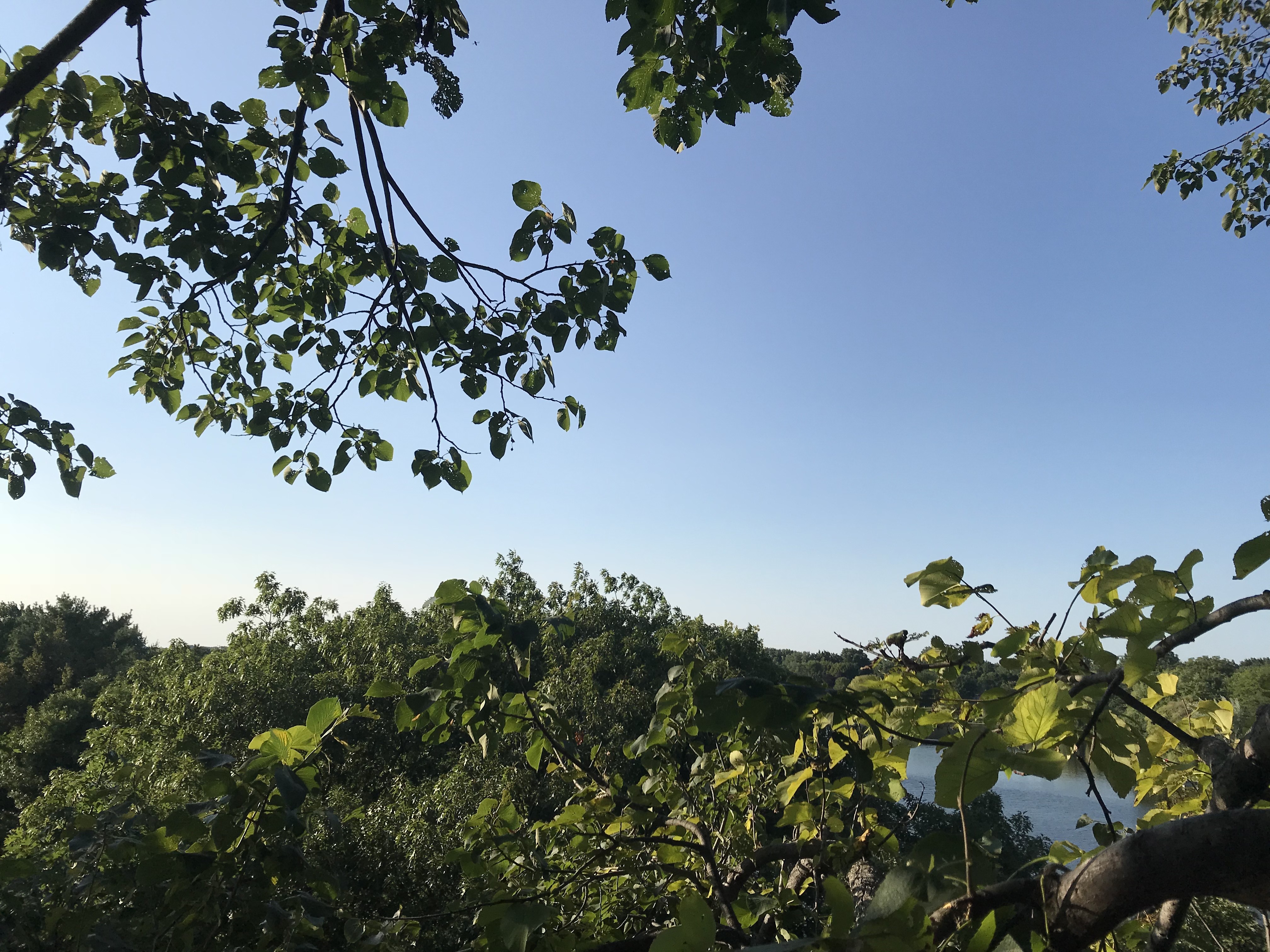 Professional tree care services near Minnetonka, MN