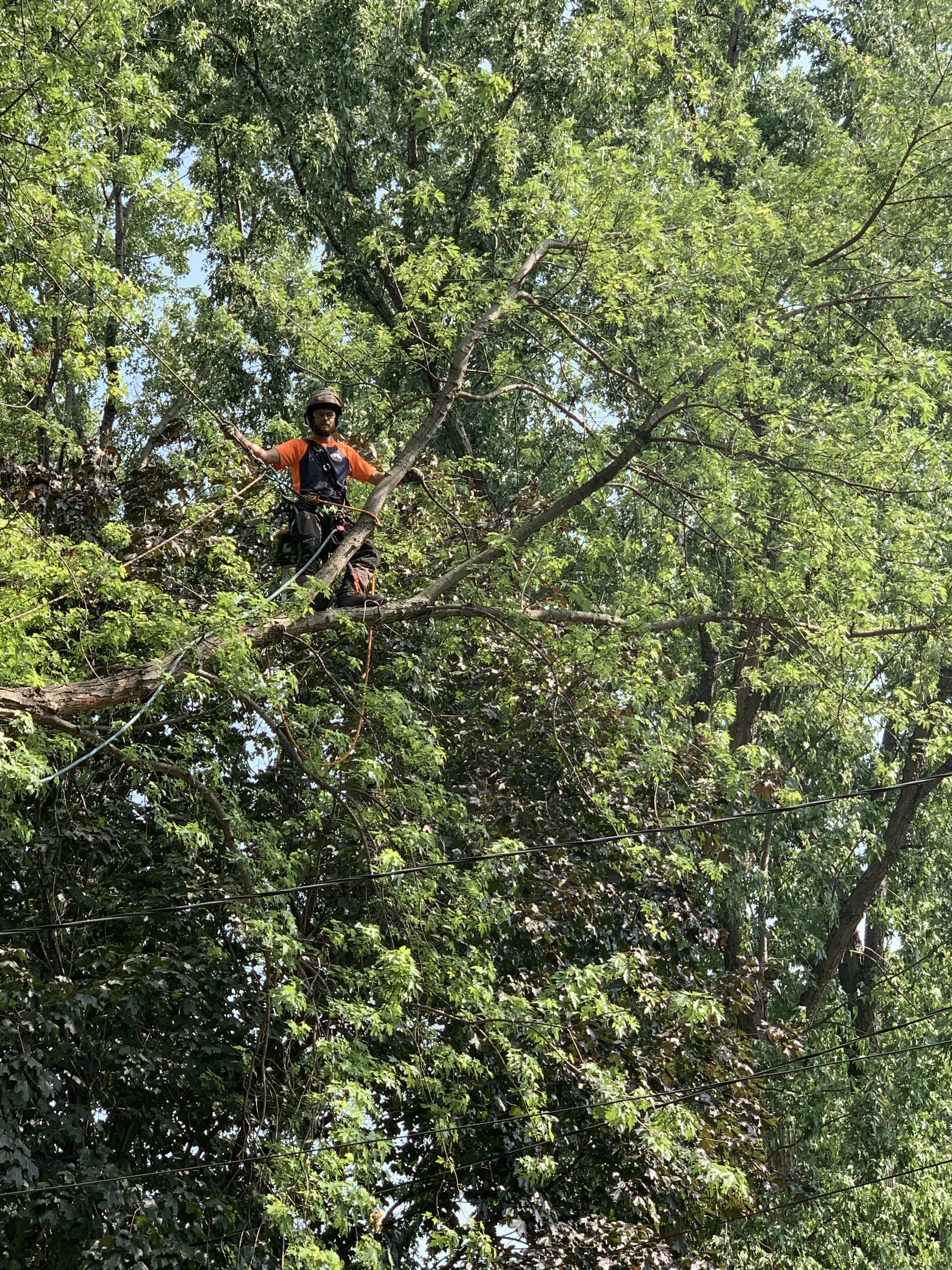 Professional tree care services near Minnetonka, MN