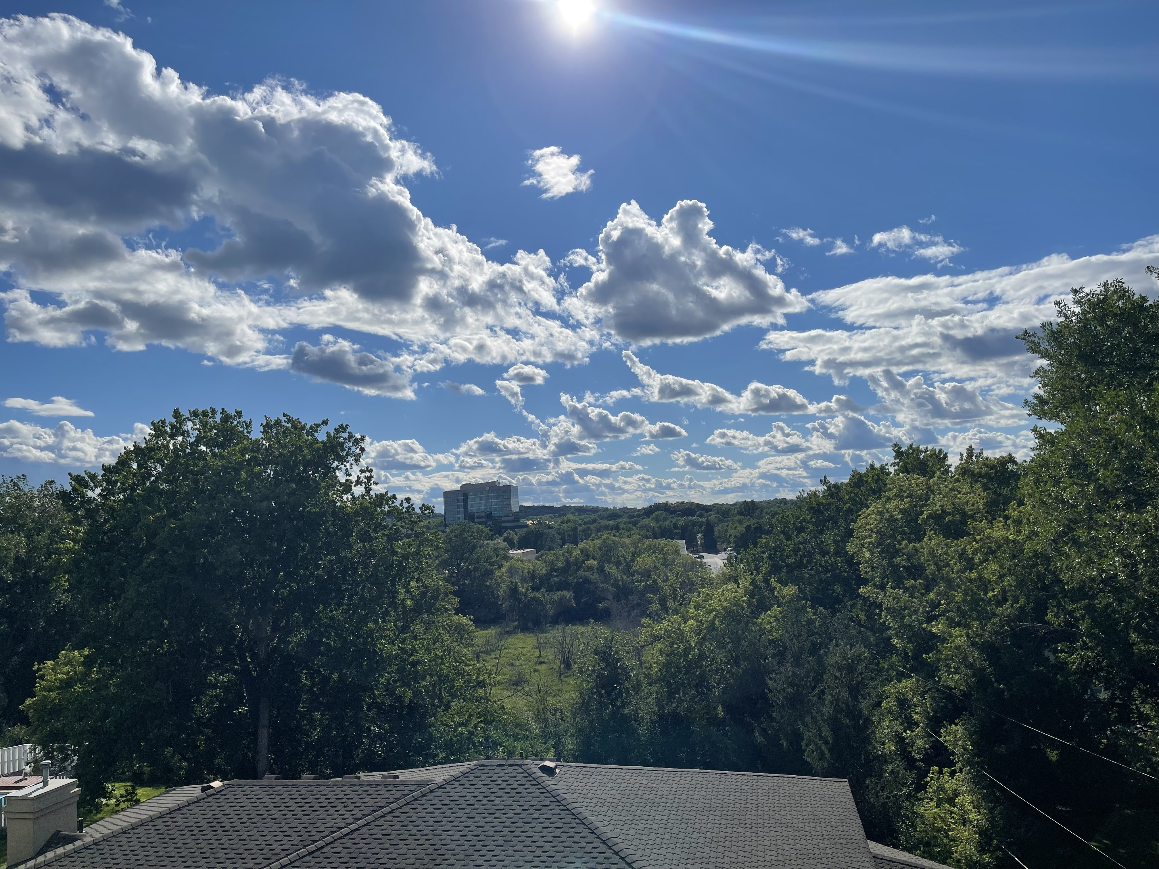Professional tree care services near Excelsior, MN
