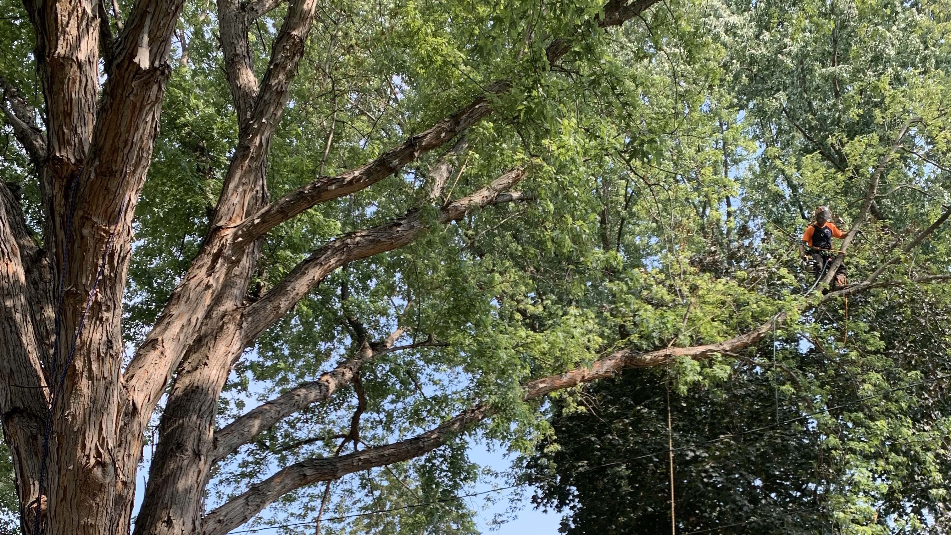 Professional tree pruning and trimming services near Excelsior, MN