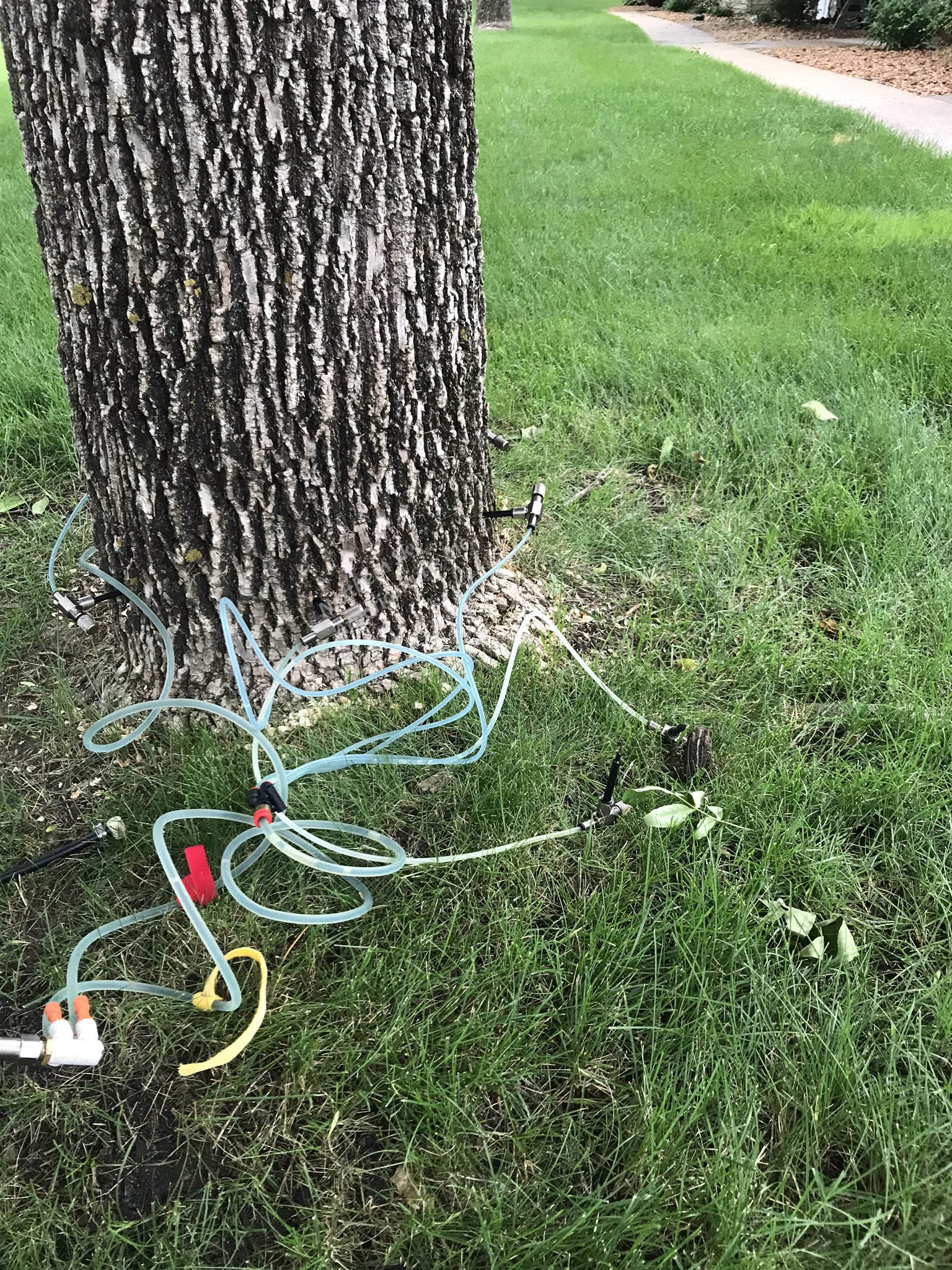 Professional emerald ash borer treatment services near Excelsior, MN