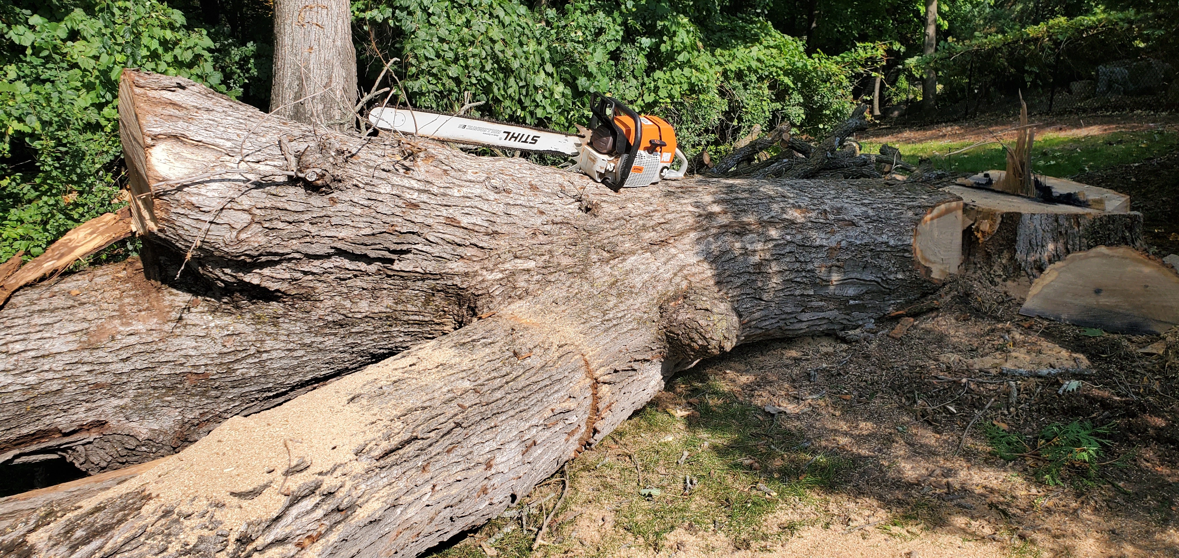 Professional tree removal services near Excelsior, MN