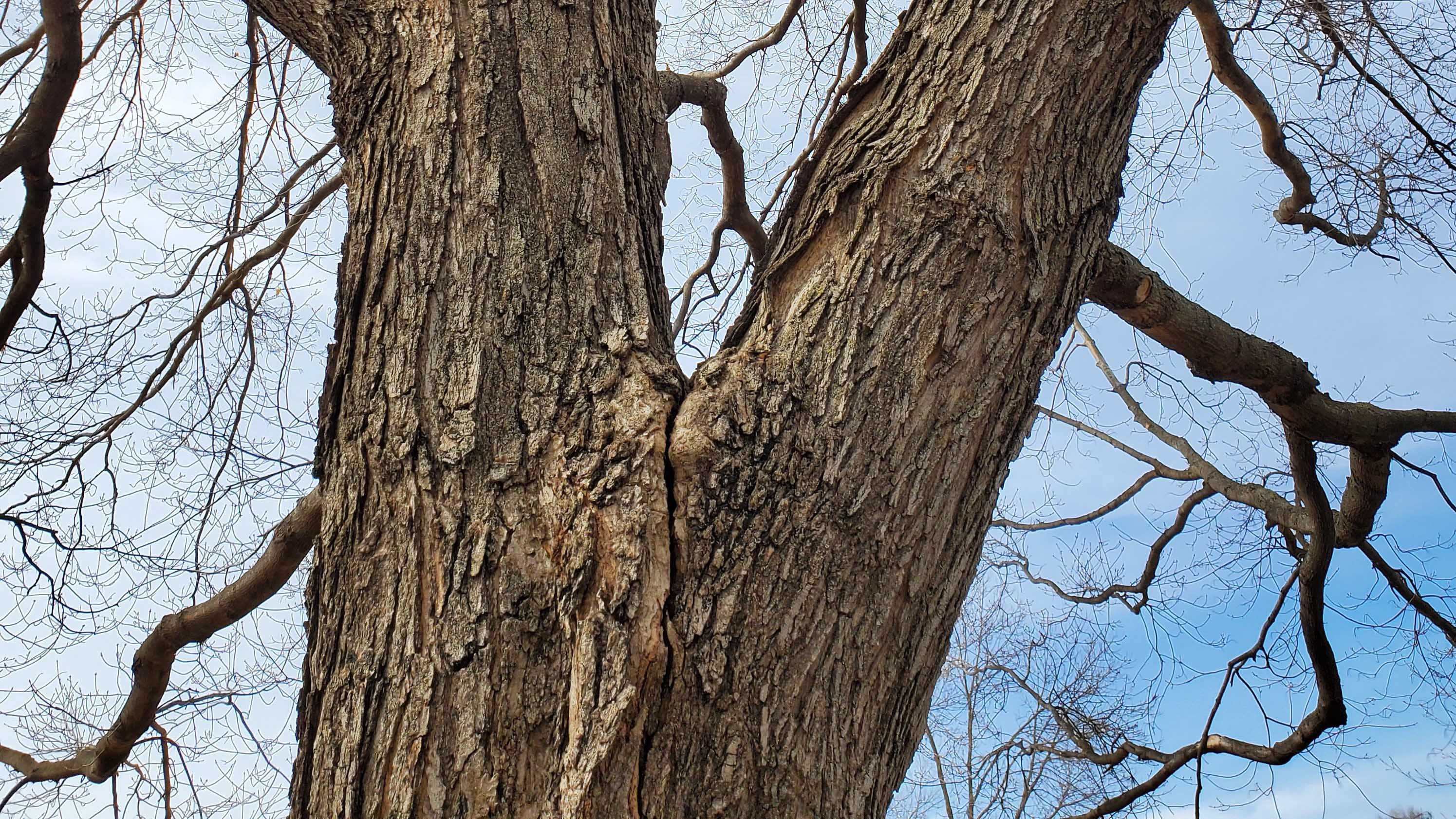 Professional tree bracing and cabling services near Excelsior, MN