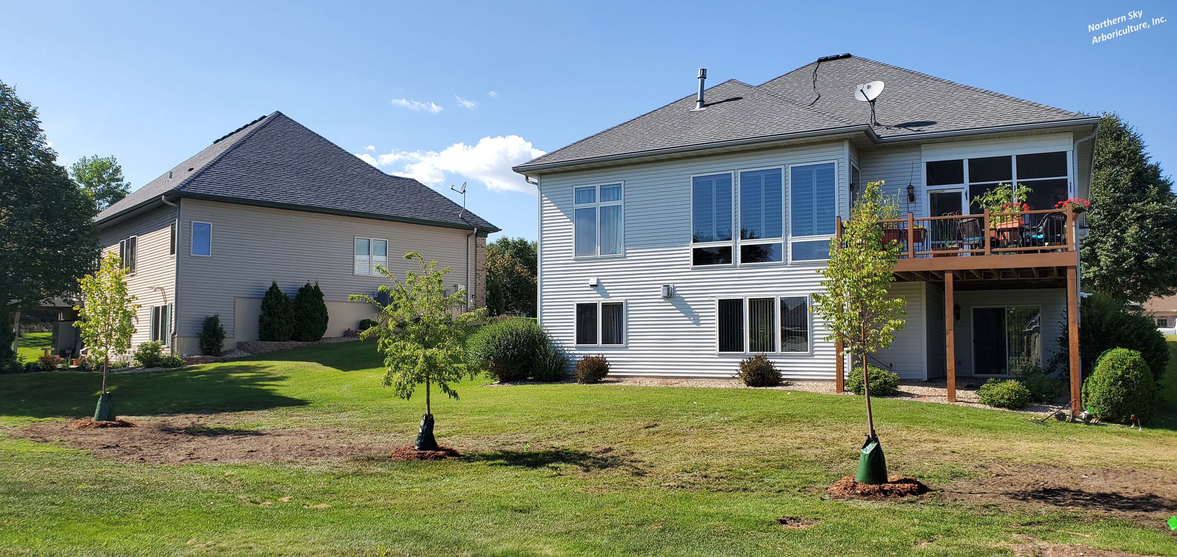 Professional tree planting services near Excelsior, MN