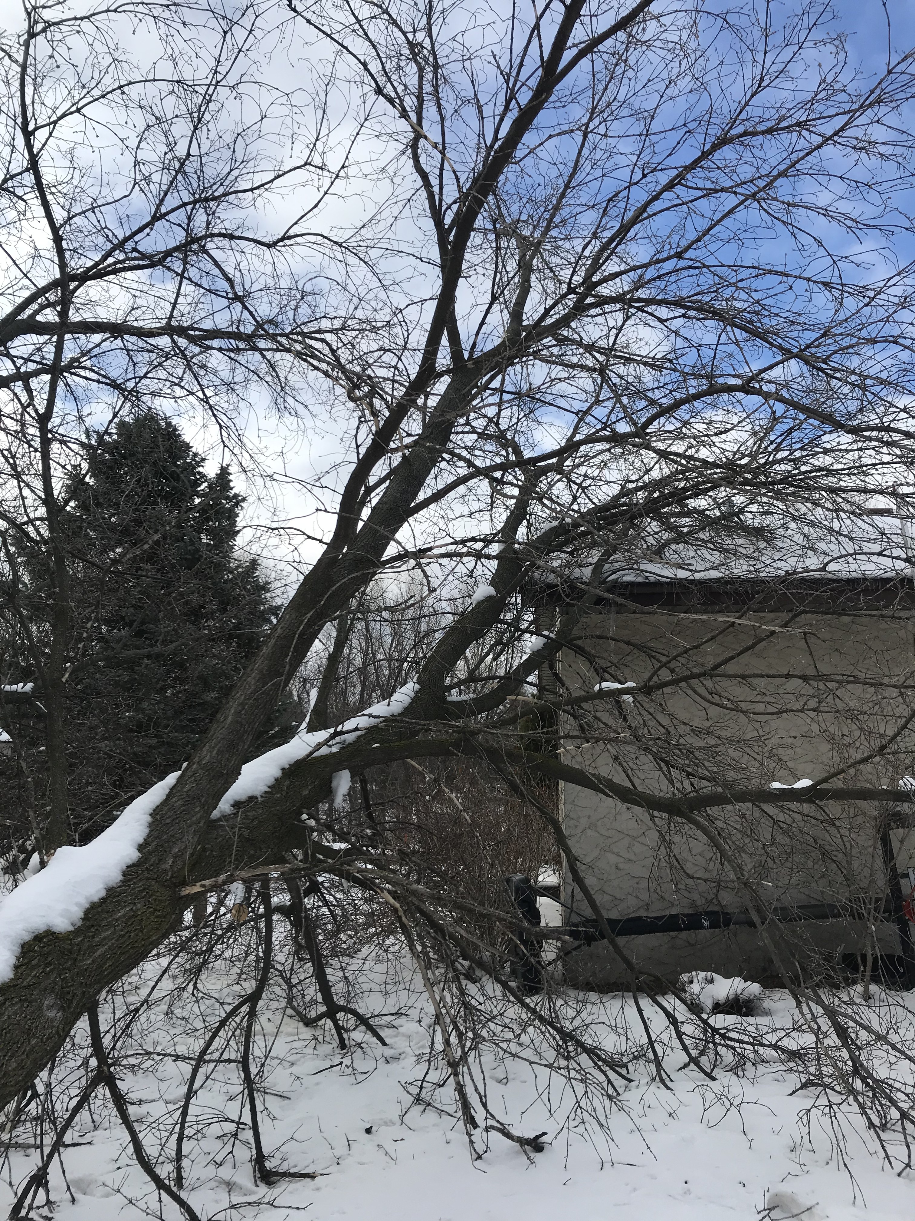Professional emergency tree storm damage removal and response services near Excelsior, MN