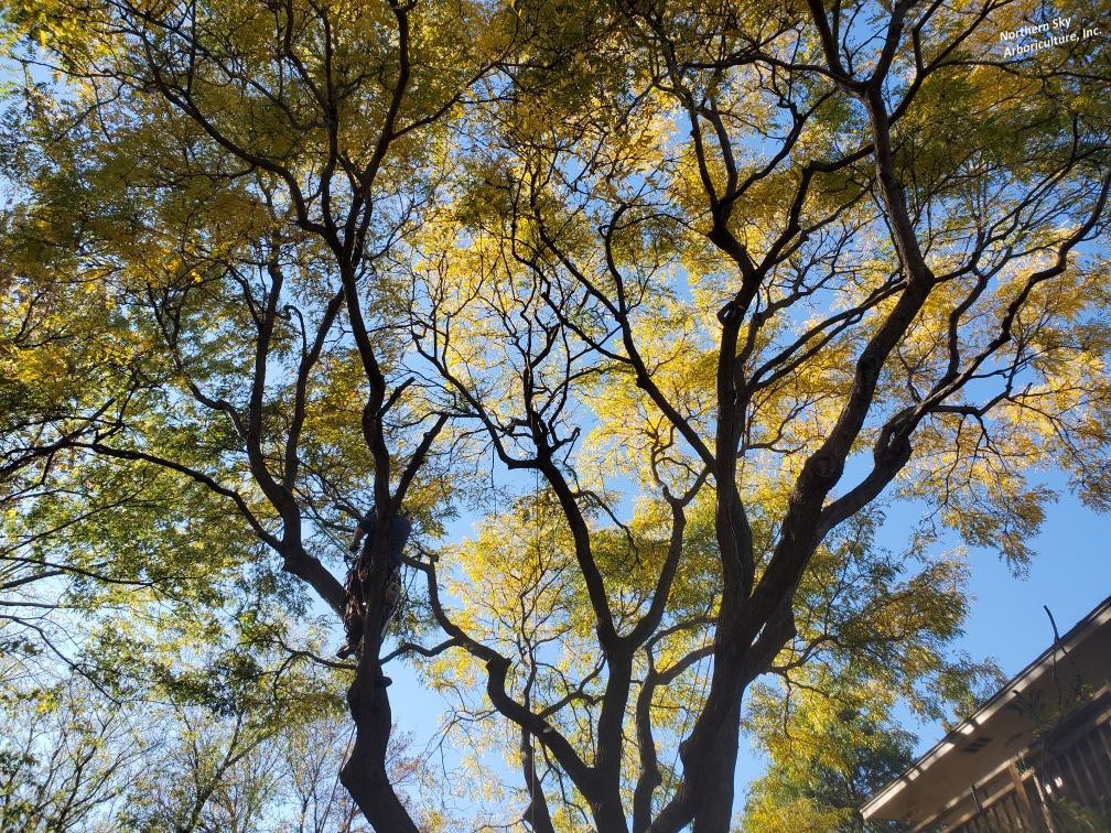 Professional tree pruning services near Excelsior, MN