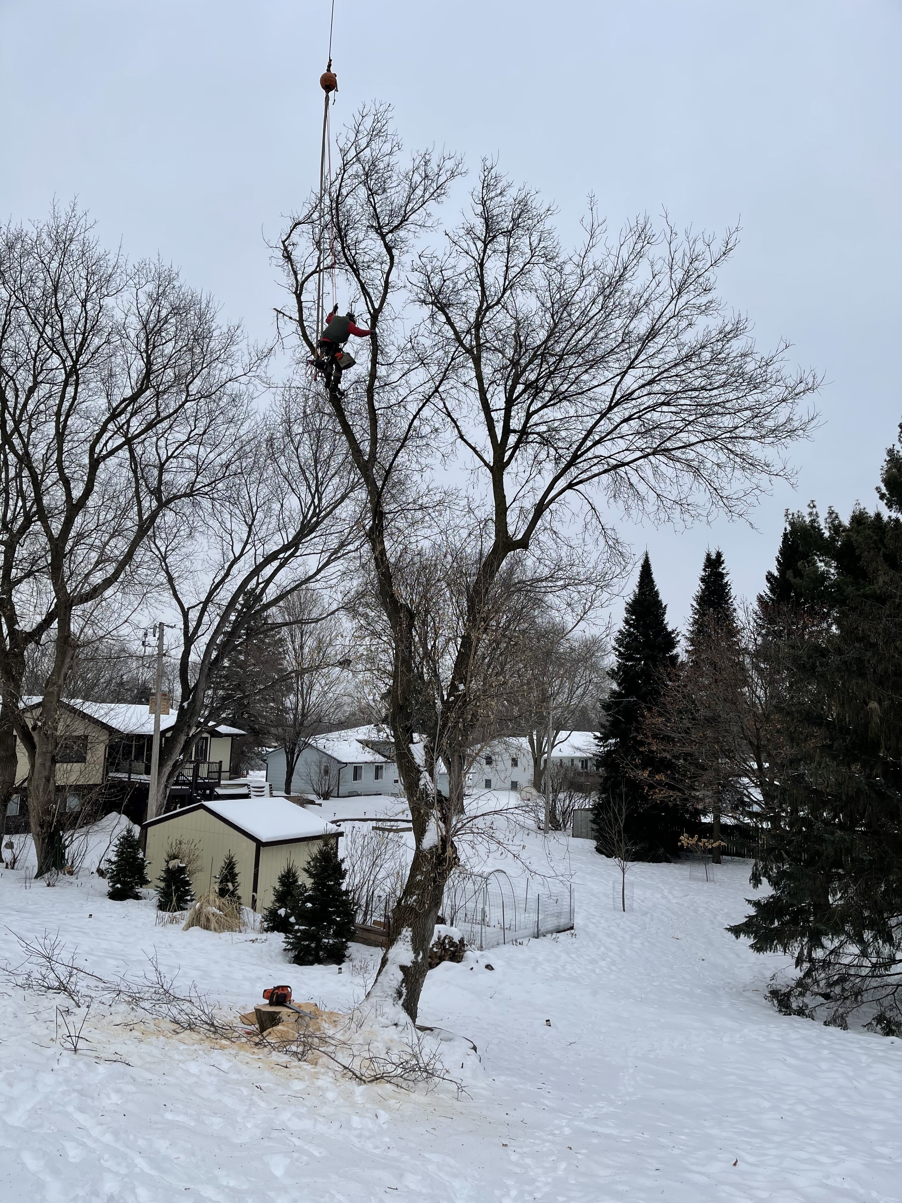 Gallery of tree care services near Orono, MN