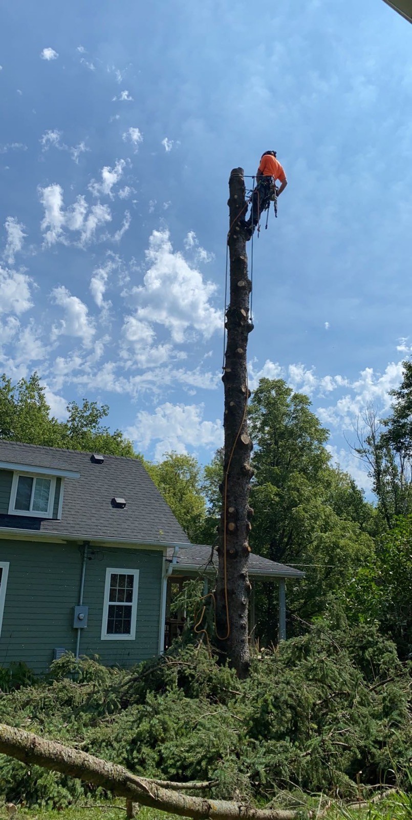 Gallery of tree care services near Orono, MN