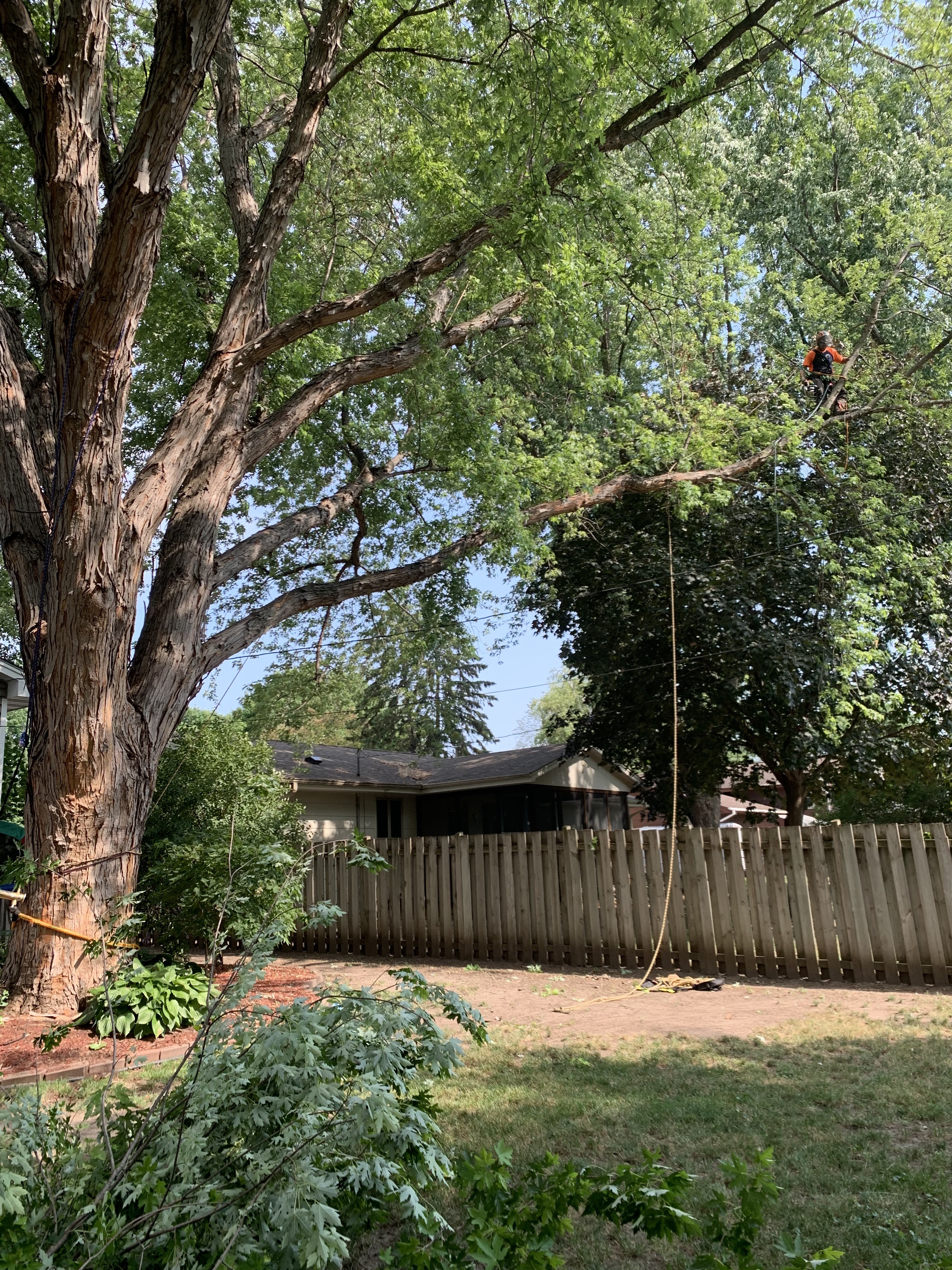Gallery of tree care services near Orono, MN