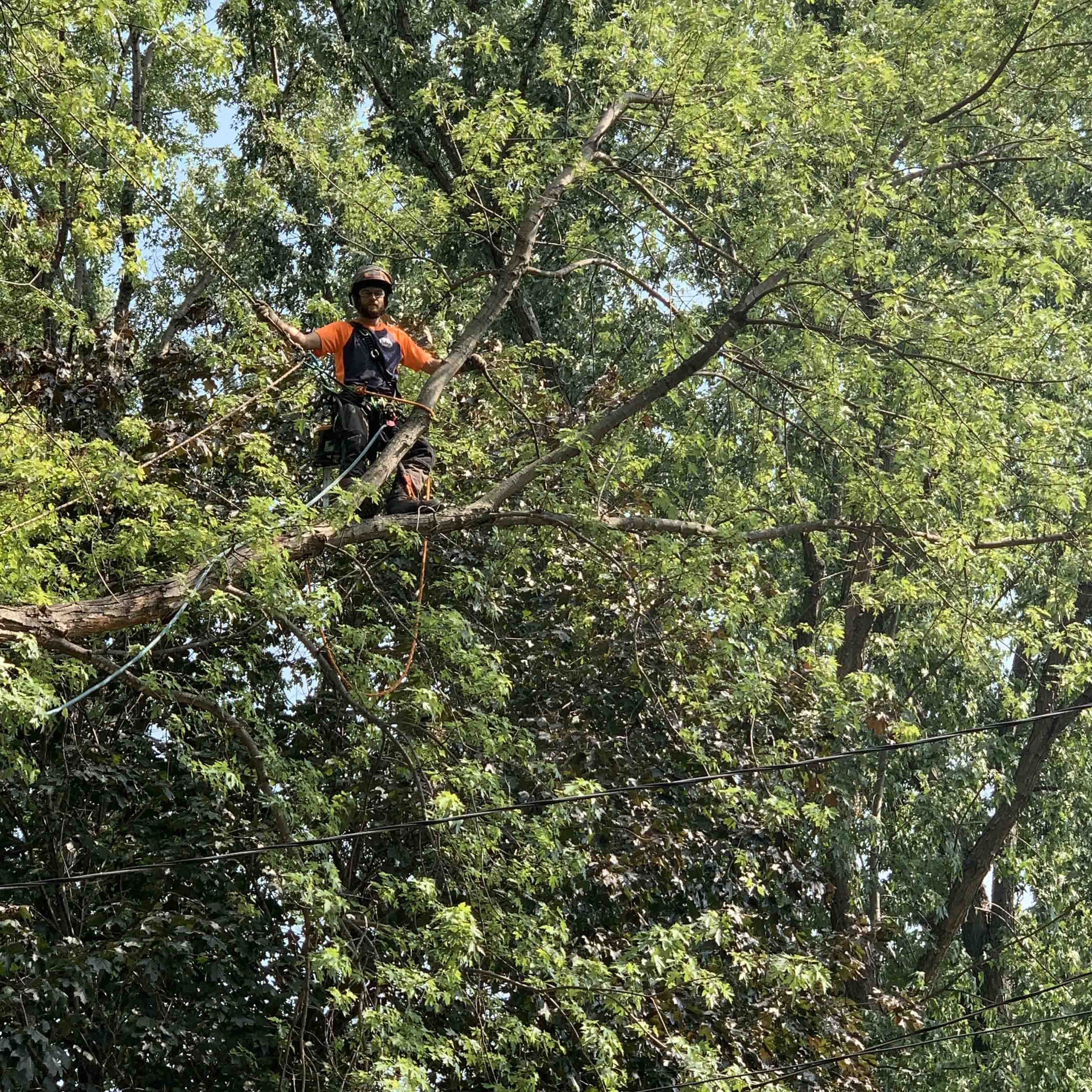 Expert tree pruning and tree trimming services near Excelsior, MN