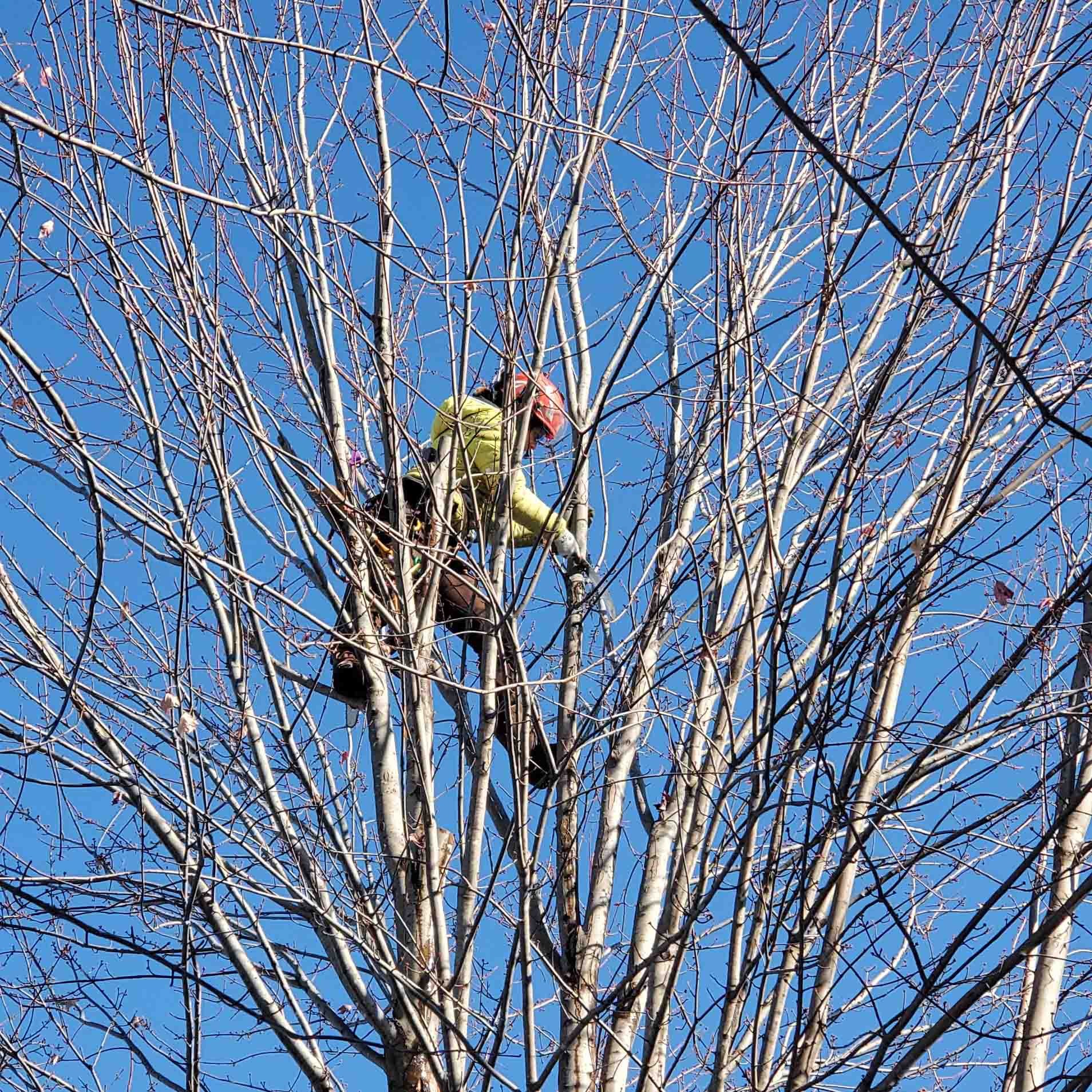 Expert tree pruning and tree trimming services near Excelsior, MN