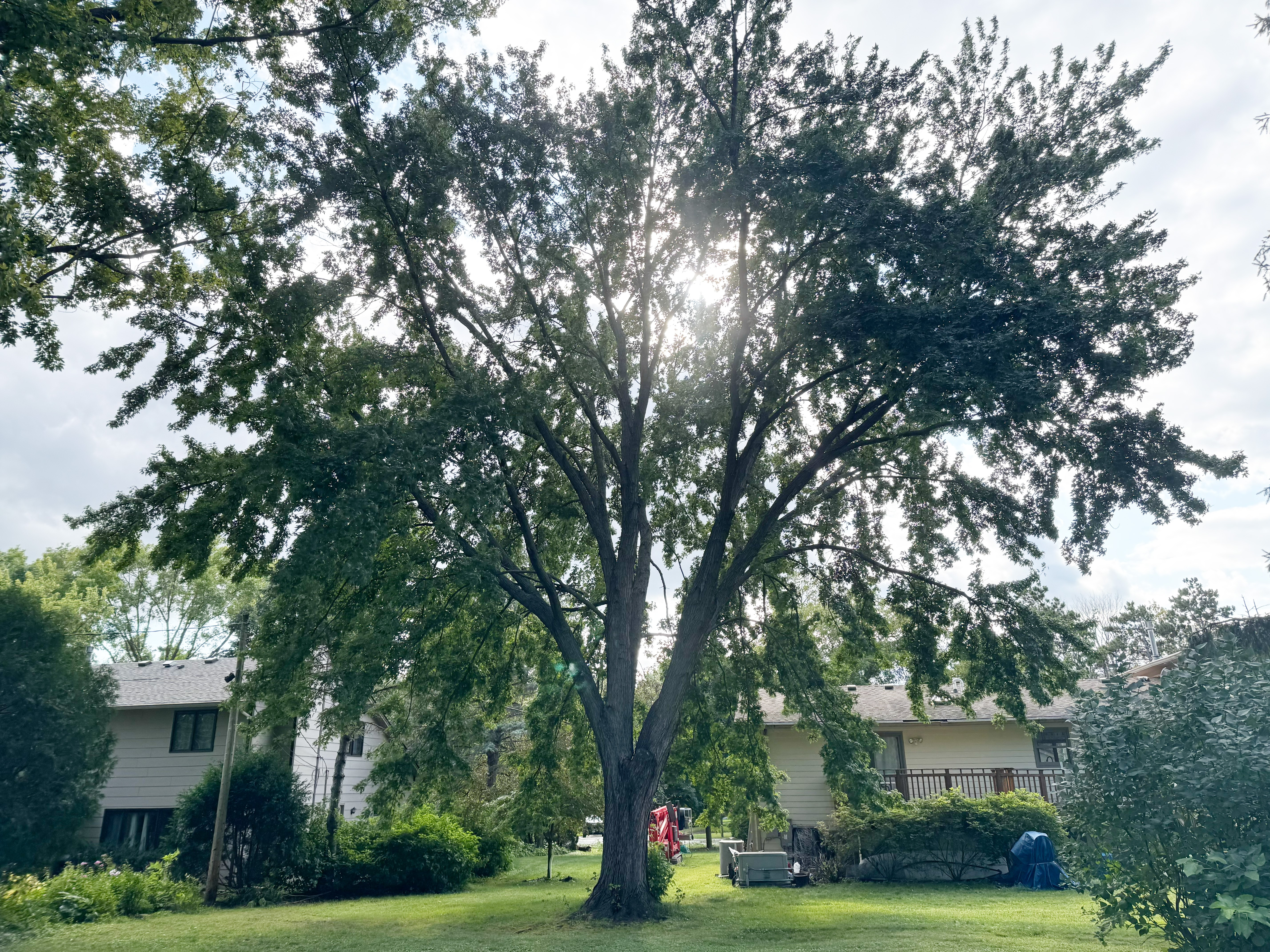 Gallery of professional tree pruning and tree trimming services near Excelsior, MN