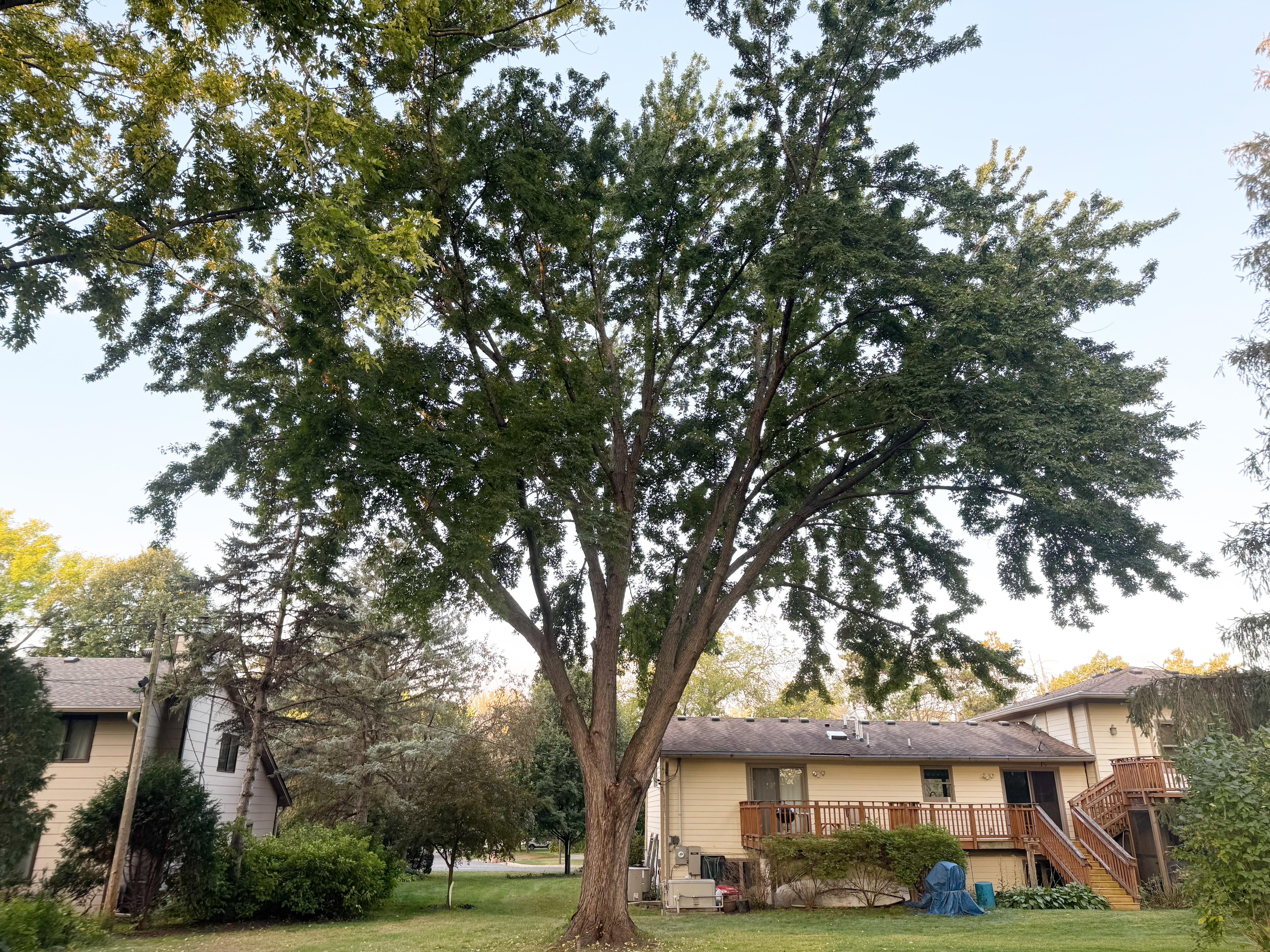 Gallery of professional tree pruning and tree trimming services near Excelsior, MN