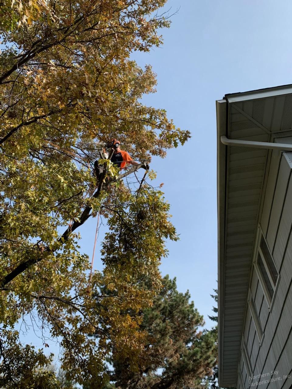 Gallery of professional tree pruning and tree trimming services near Excelsior, MN