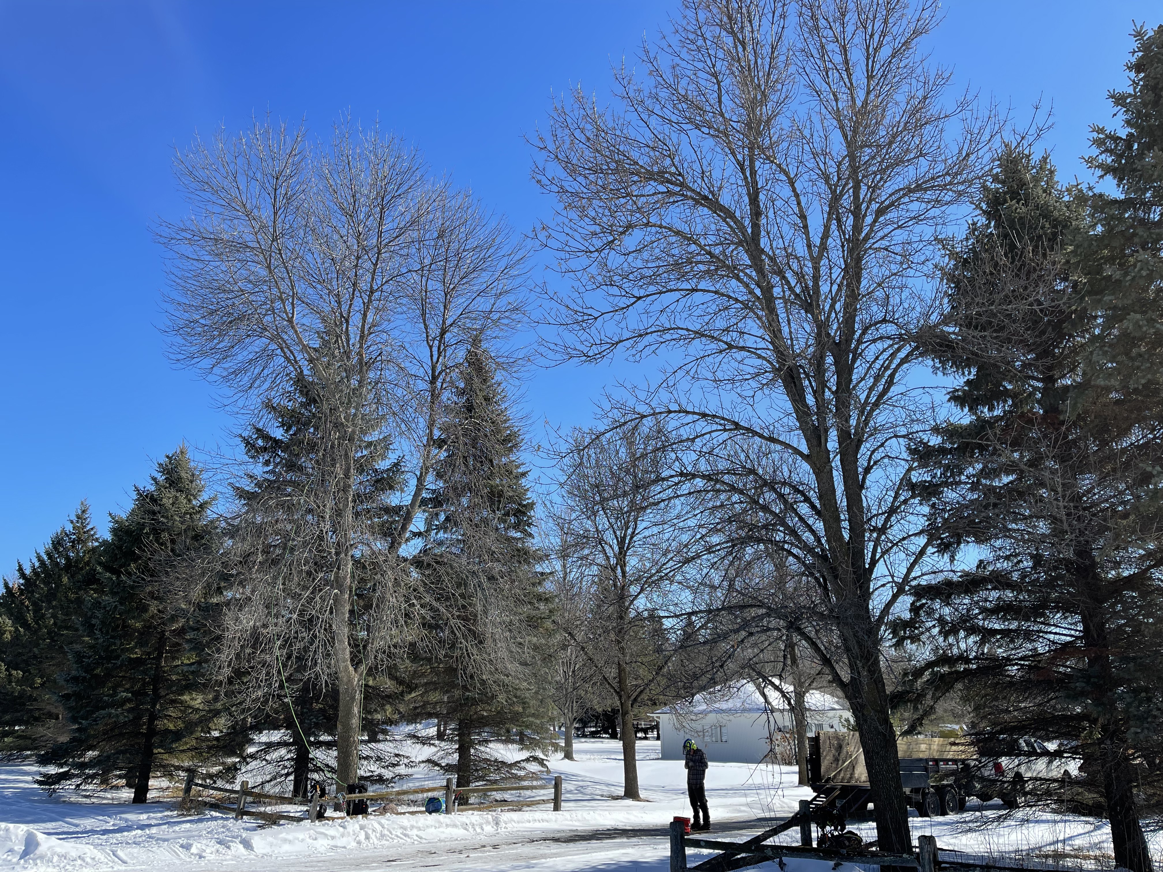 Gallery of professional tree pruning and tree trimming services near Excelsior, MN
