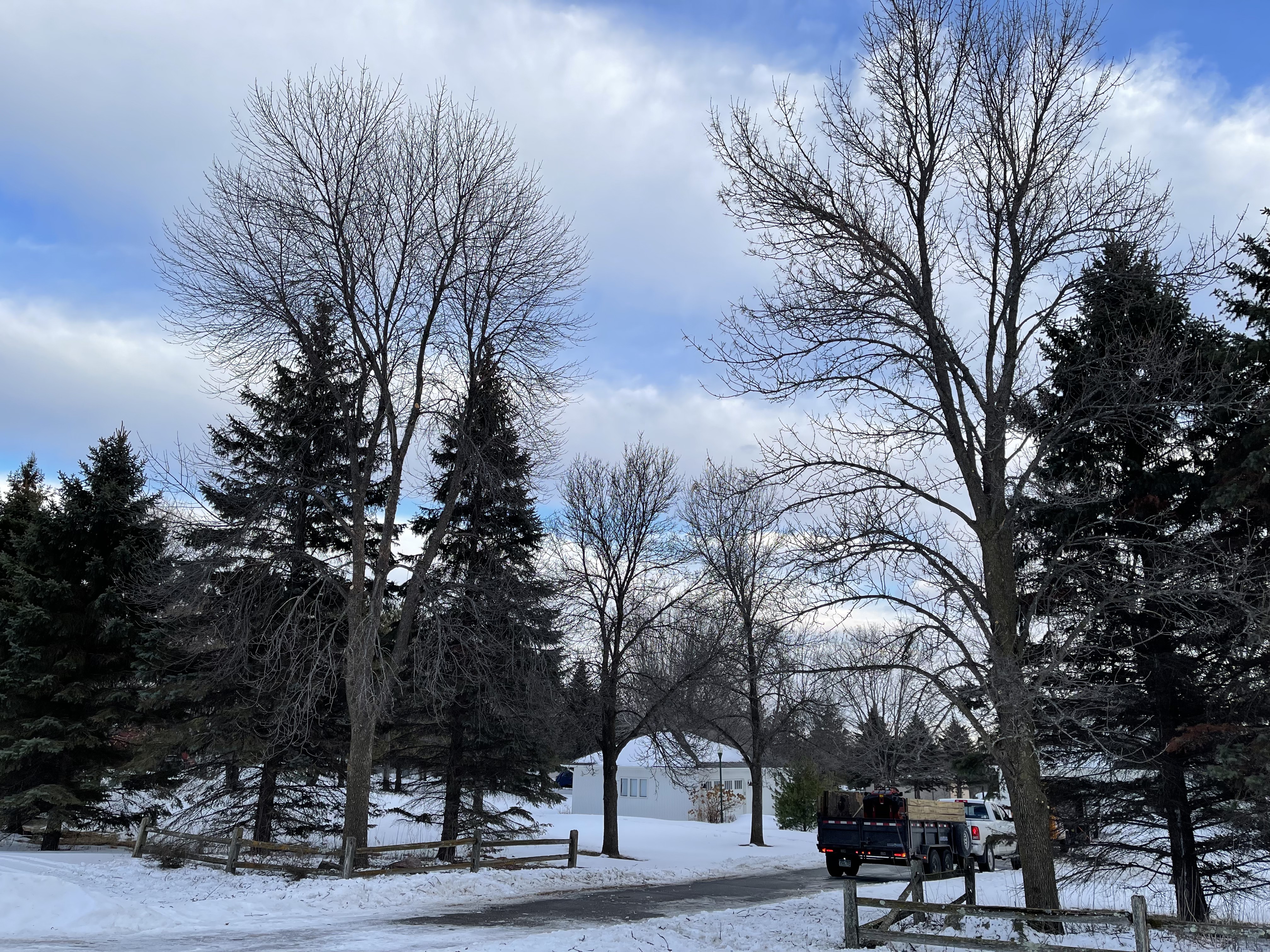 Gallery of professional tree pruning and tree trimming services near Excelsior, MN