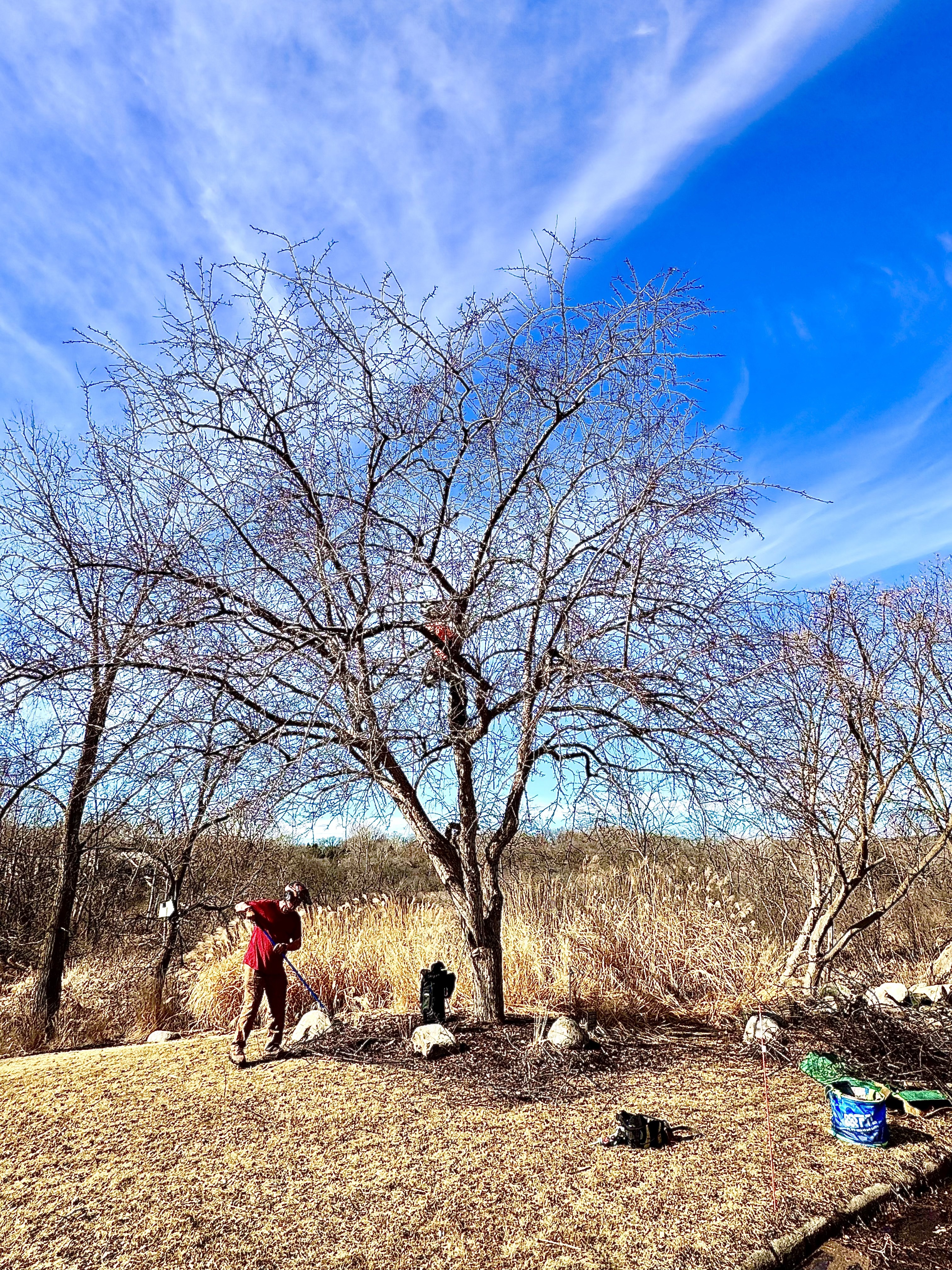 Gallery of professional tree pruning and tree trimming services near Excelsior, MN