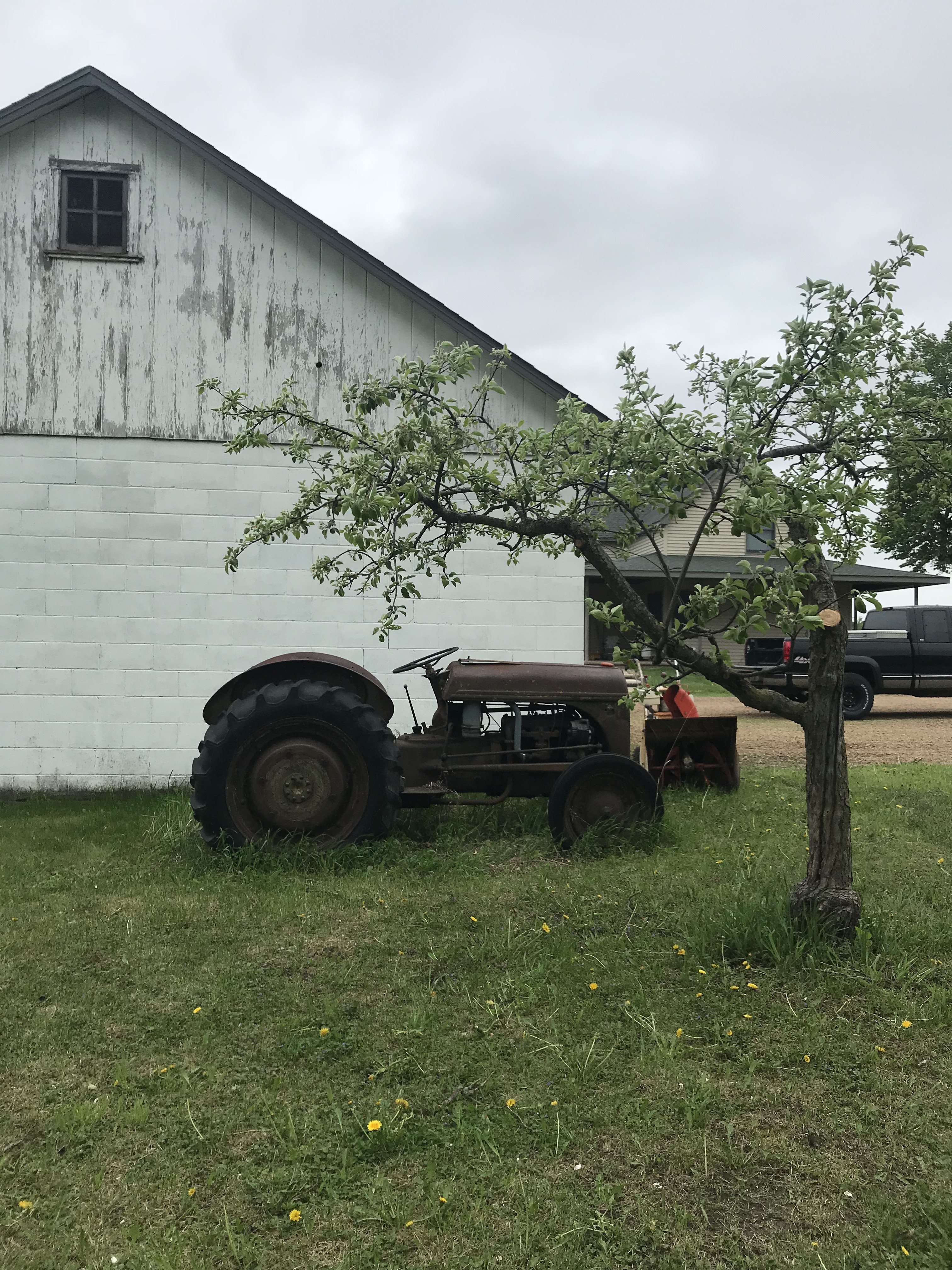 Gallery of professional tree pruning and tree trimming services near Excelsior, MN