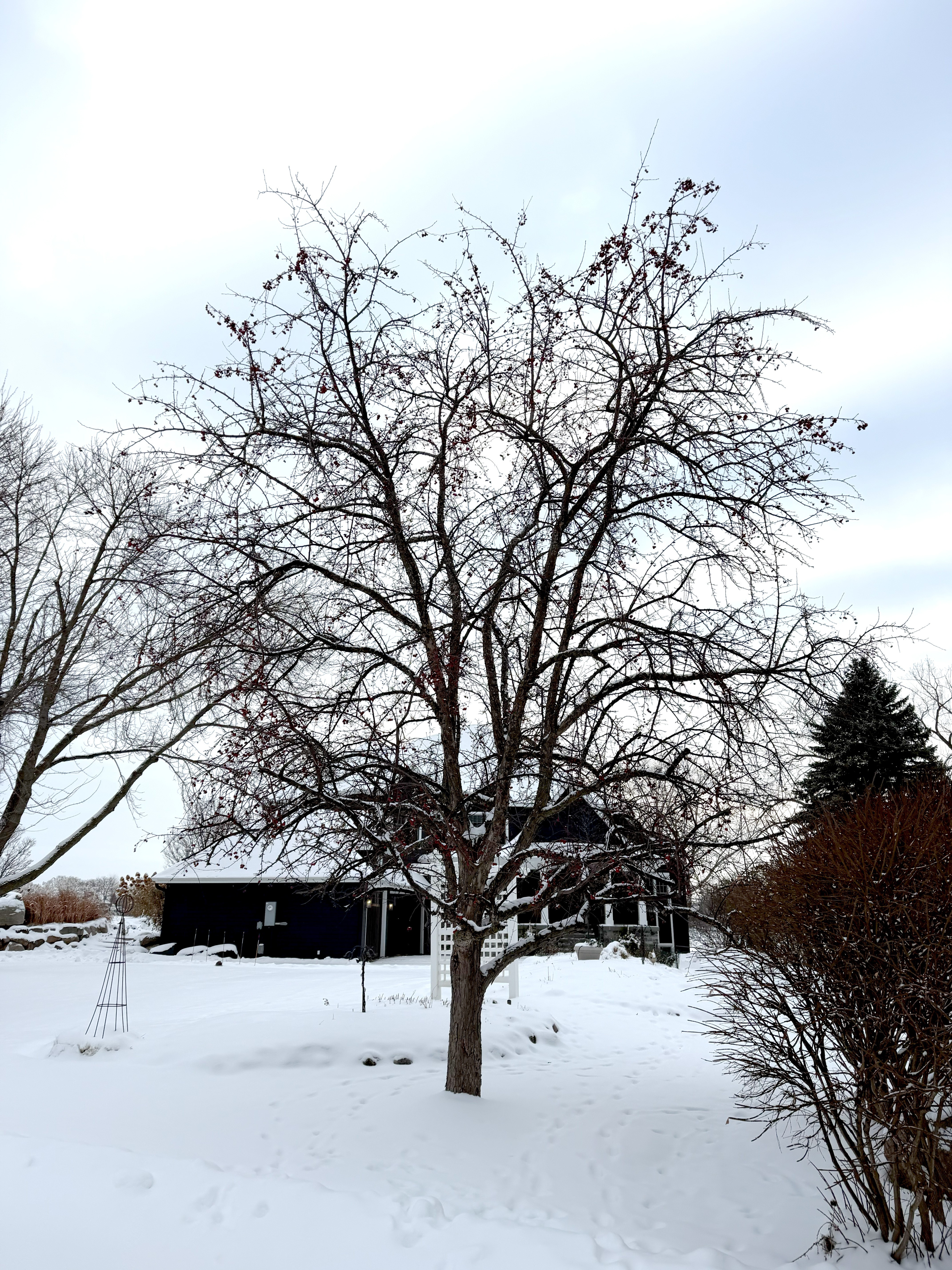 Gallery of professional tree pruning and tree trimming services near Excelsior, MN