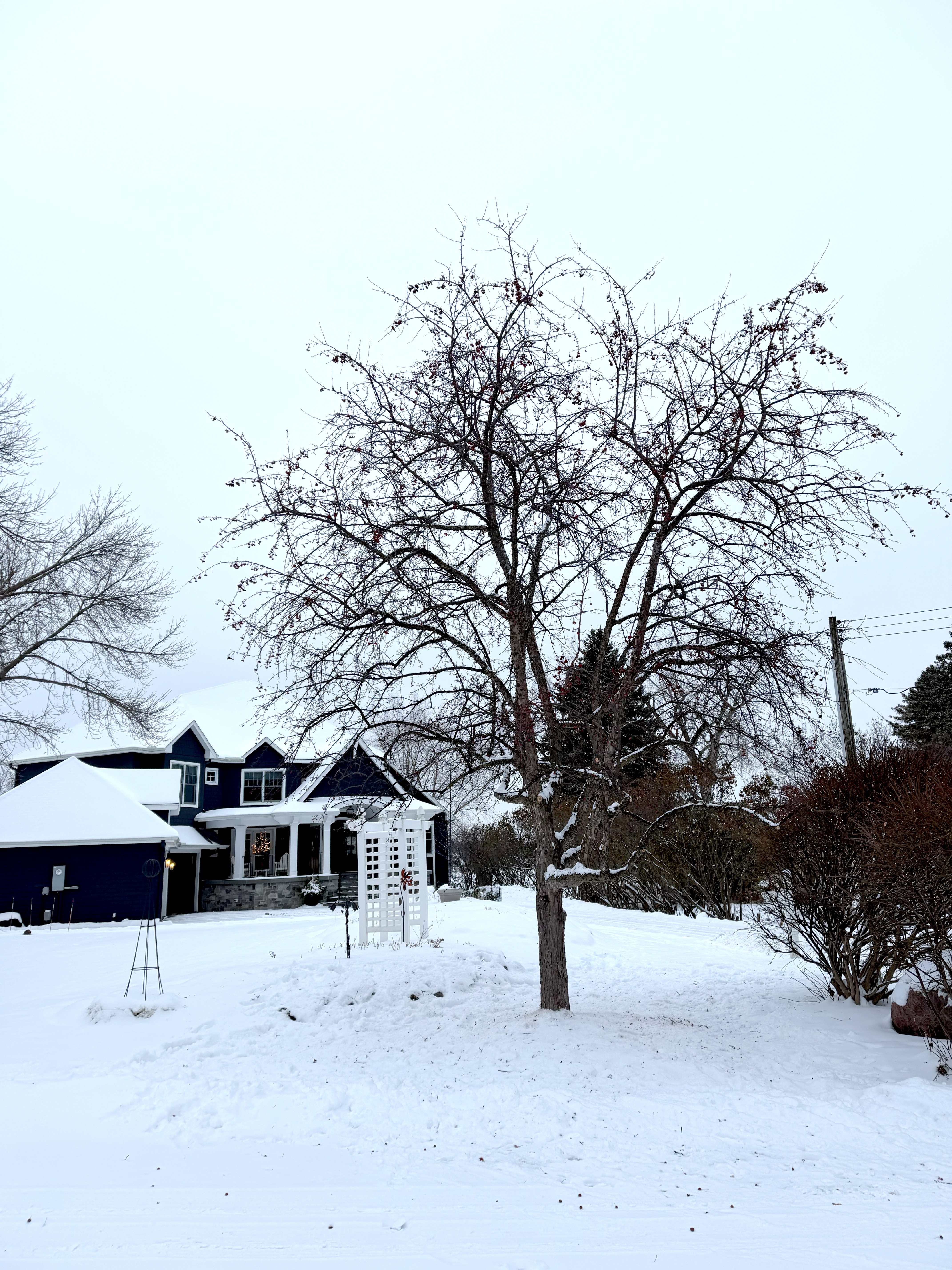 Gallery of professional tree pruning and tree trimming services near Excelsior, MN
