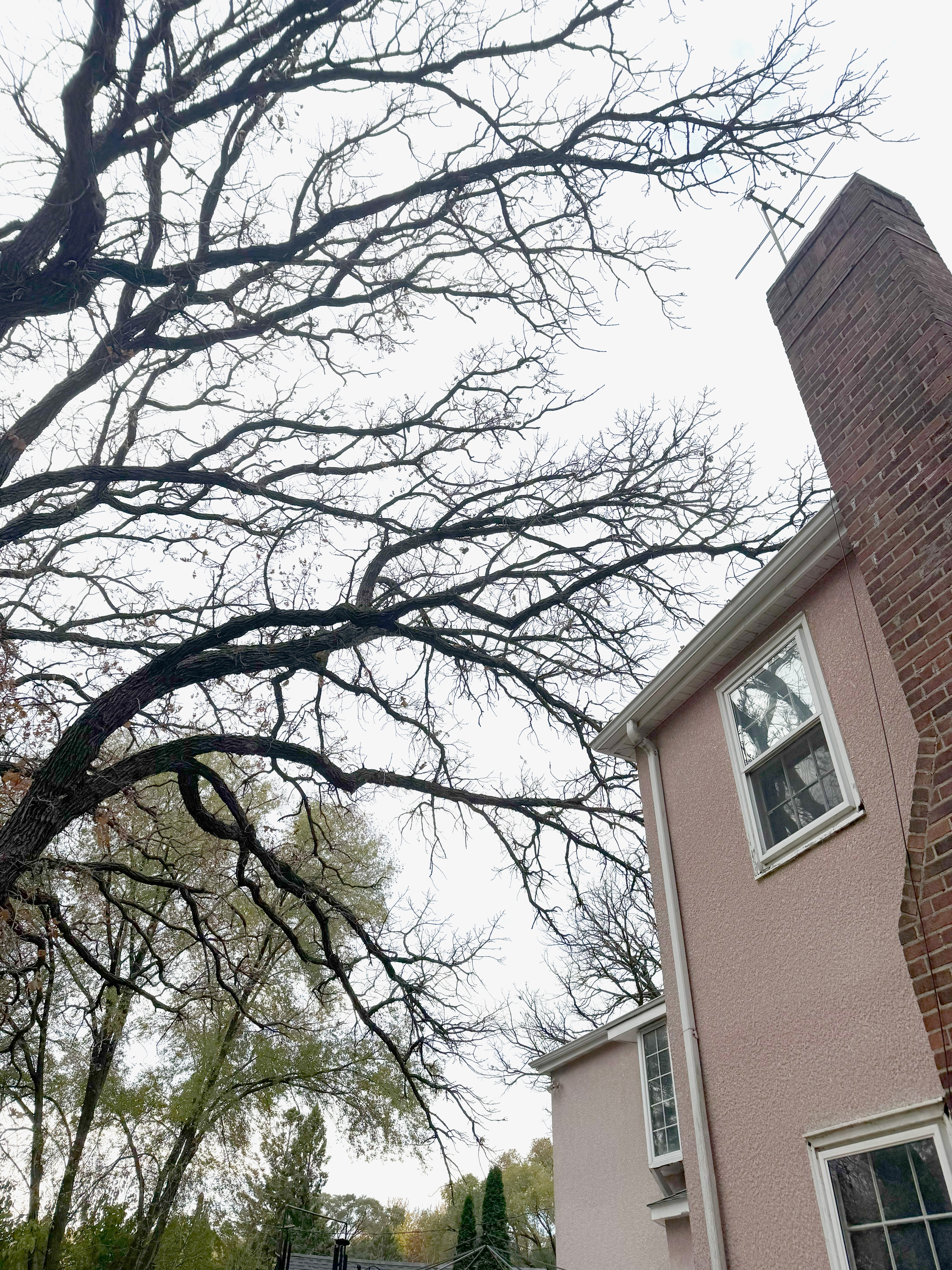 Gallery of professional tree pruning and tree trimming services near Excelsior, MN