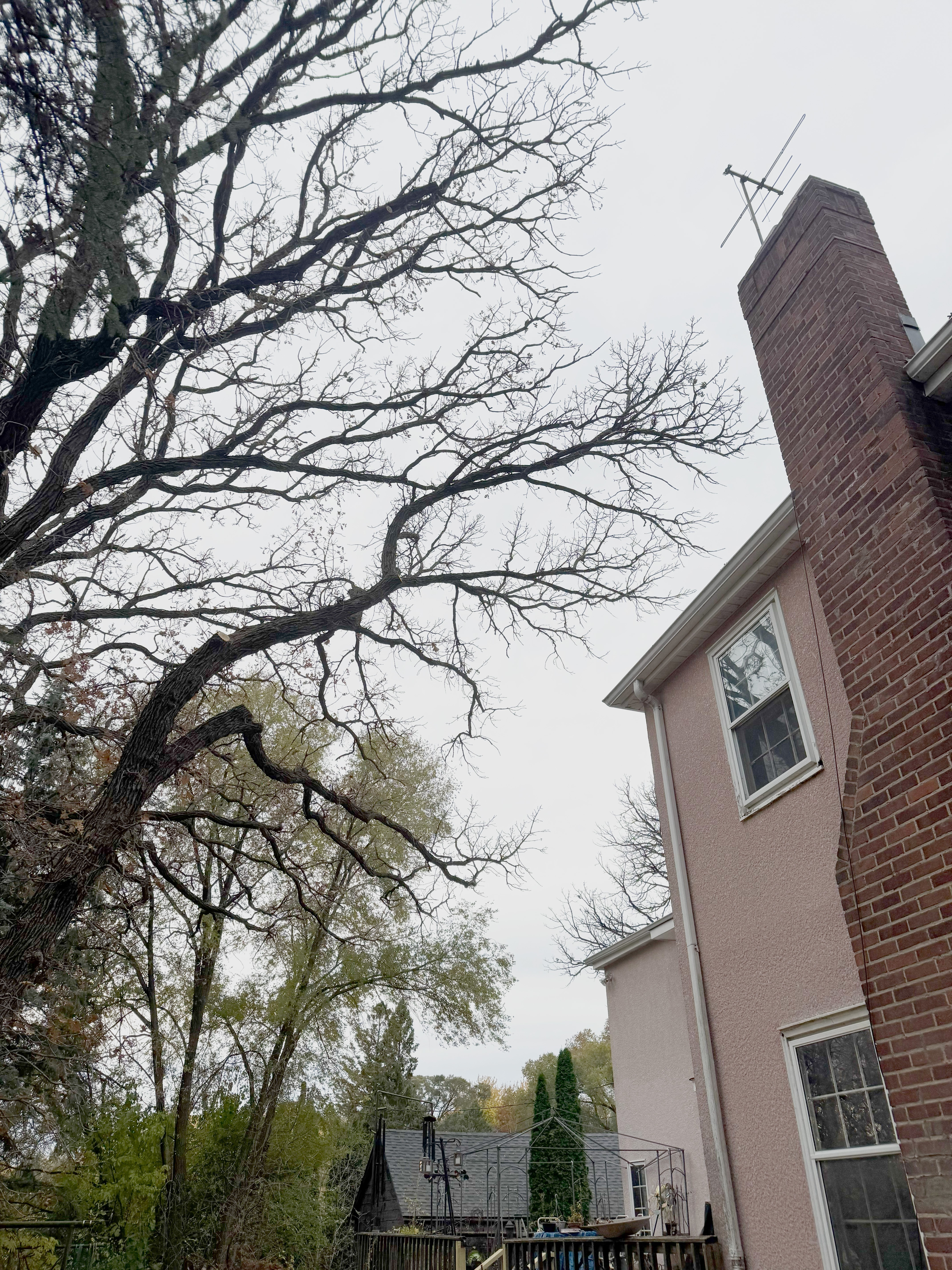 Gallery of professional tree pruning and tree trimming services near Excelsior, MN